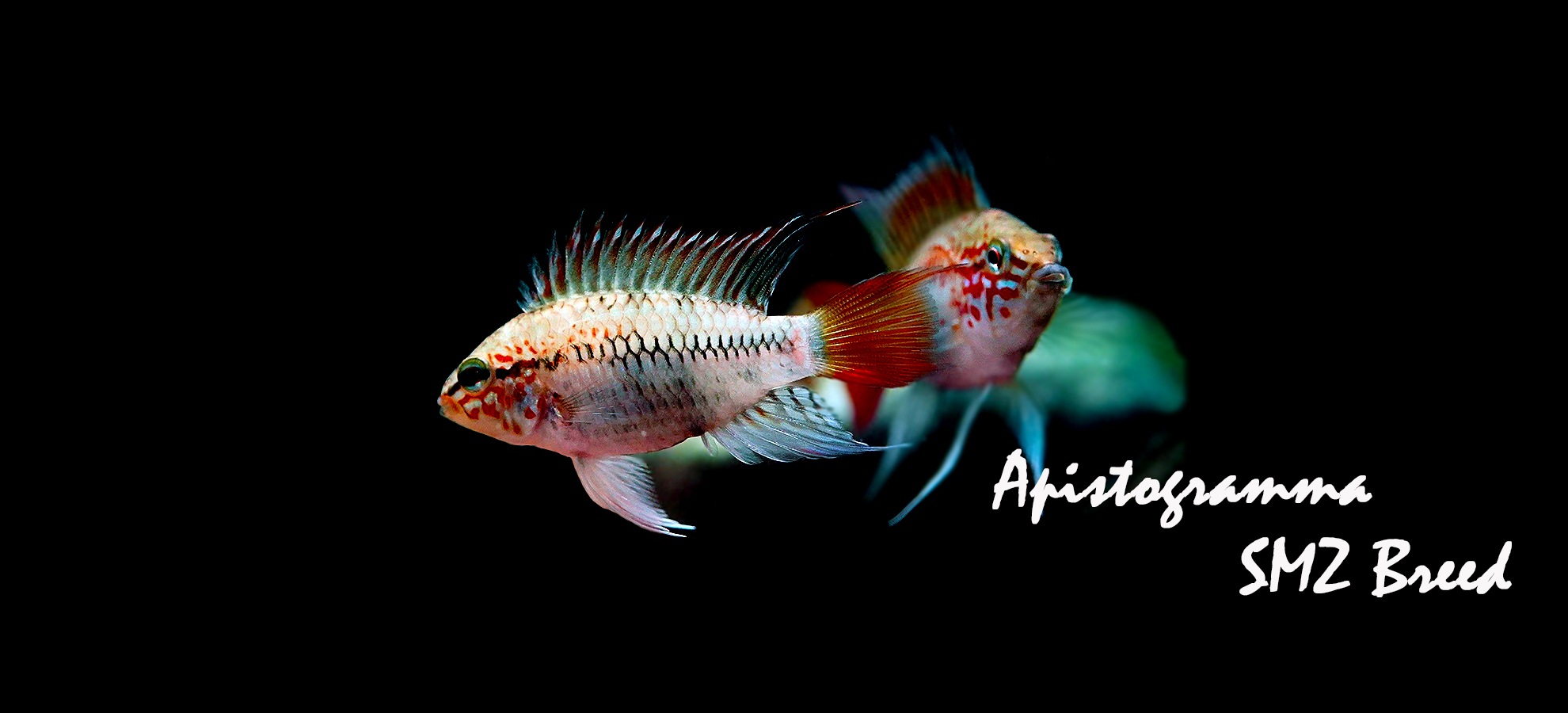 Aqua F東京店通販ショップ プレコ コリドラス アピスト 熱帯魚