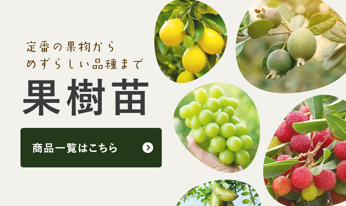 アセロラ 苗・株 果樹植物 ビタミンC